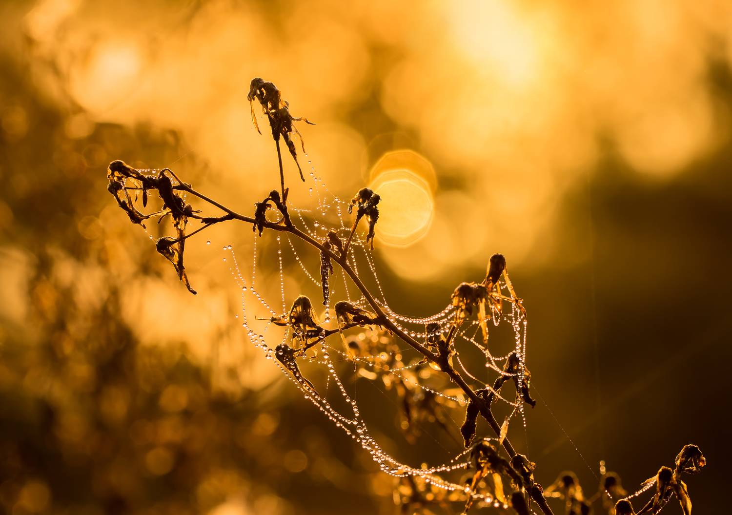 , Чепленко Алексей