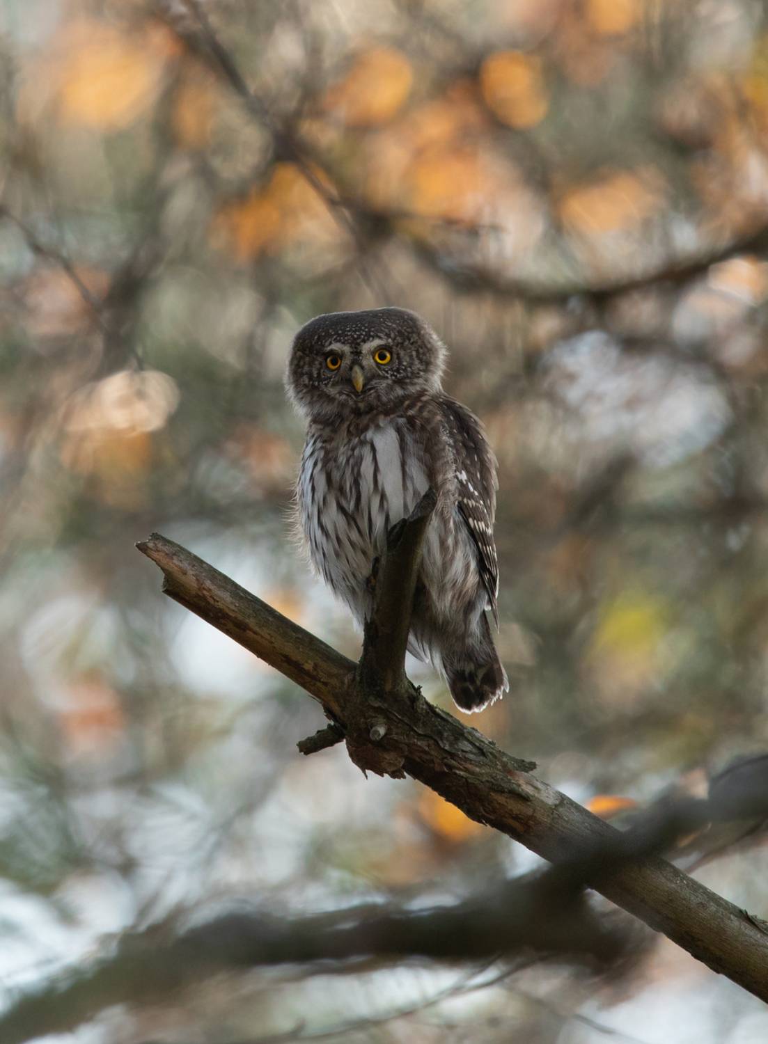 , Vladimir Pakalevich