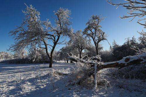 Яблоневый сад..