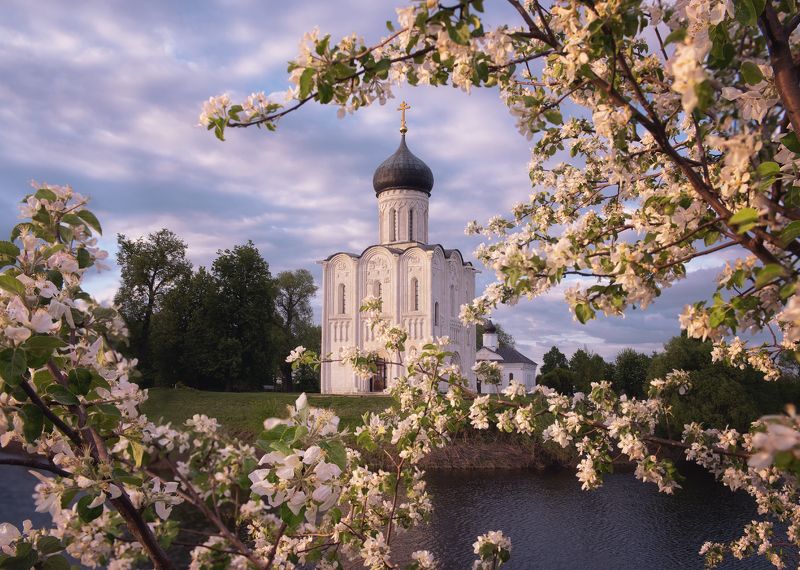 Яблоневый цвет фото превью