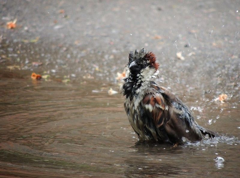 Купание фото превью