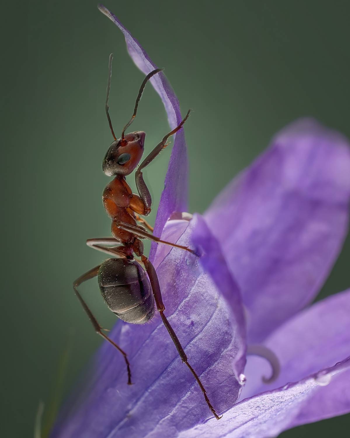 , Людмила Железнова