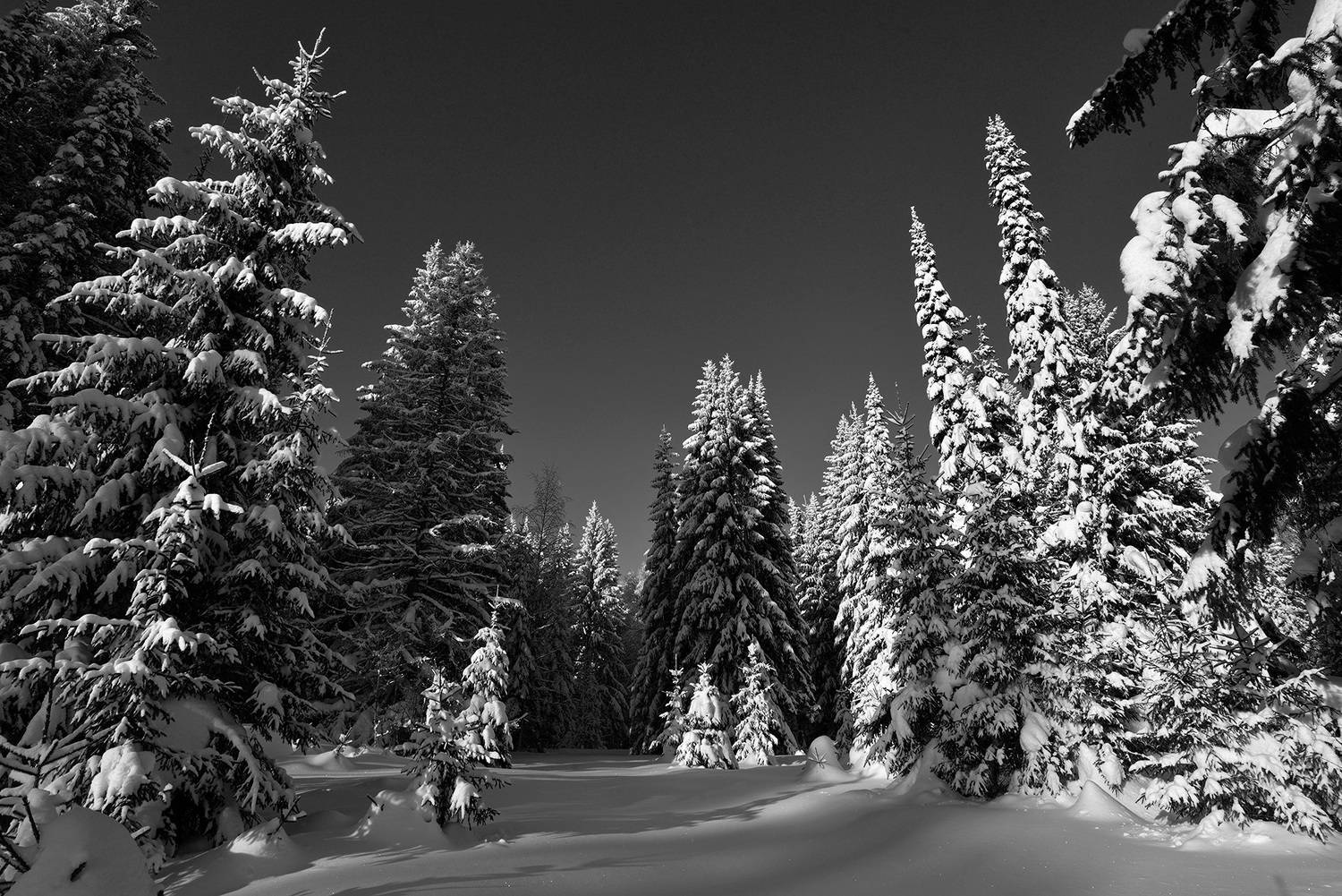 зимний лес, зима, Андрей Зыкин