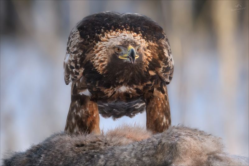 беркут, golden eagle, заказник красный бор, фототур в красный бор ХИЩНИК фото превью