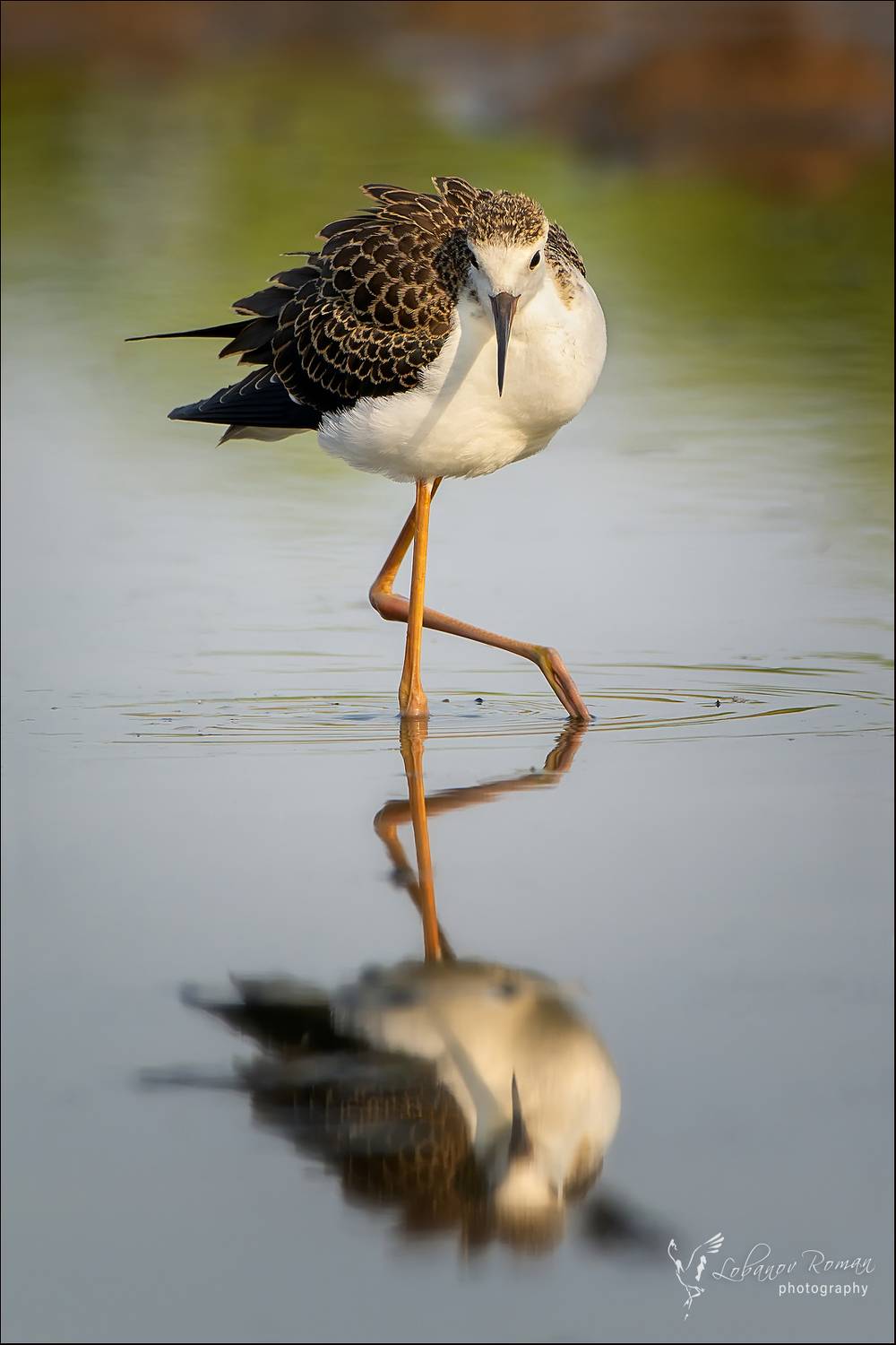 , Лобанов Роман