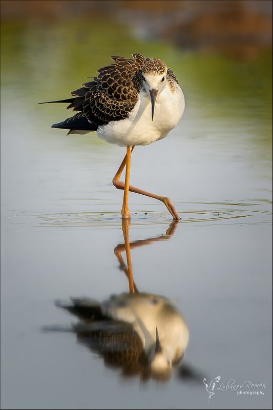 * * * фото превью