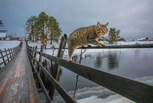 Кот со стальными... нервами.
