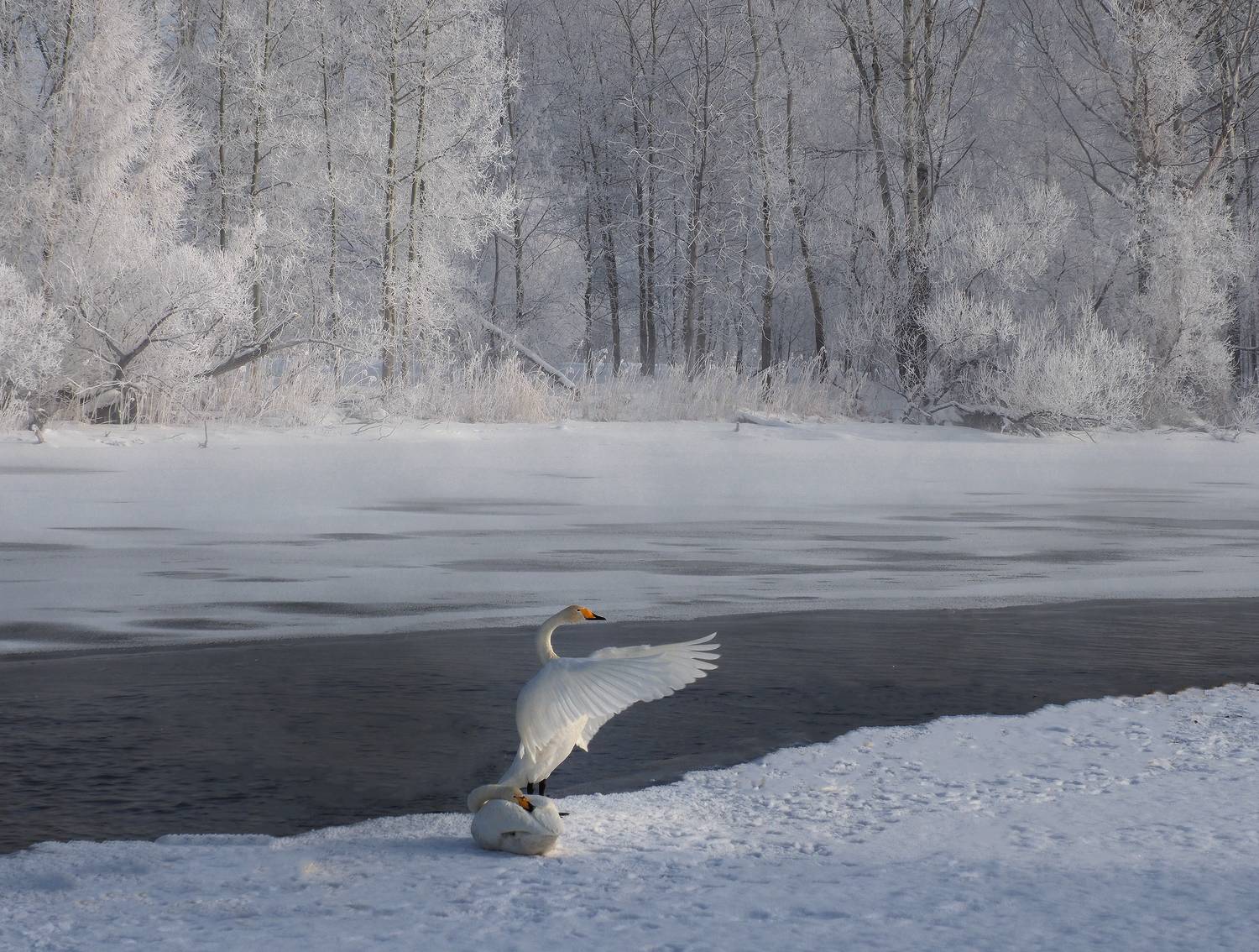 лебеди, лебединое озеро,  алтайский край, Галина Хвостенко