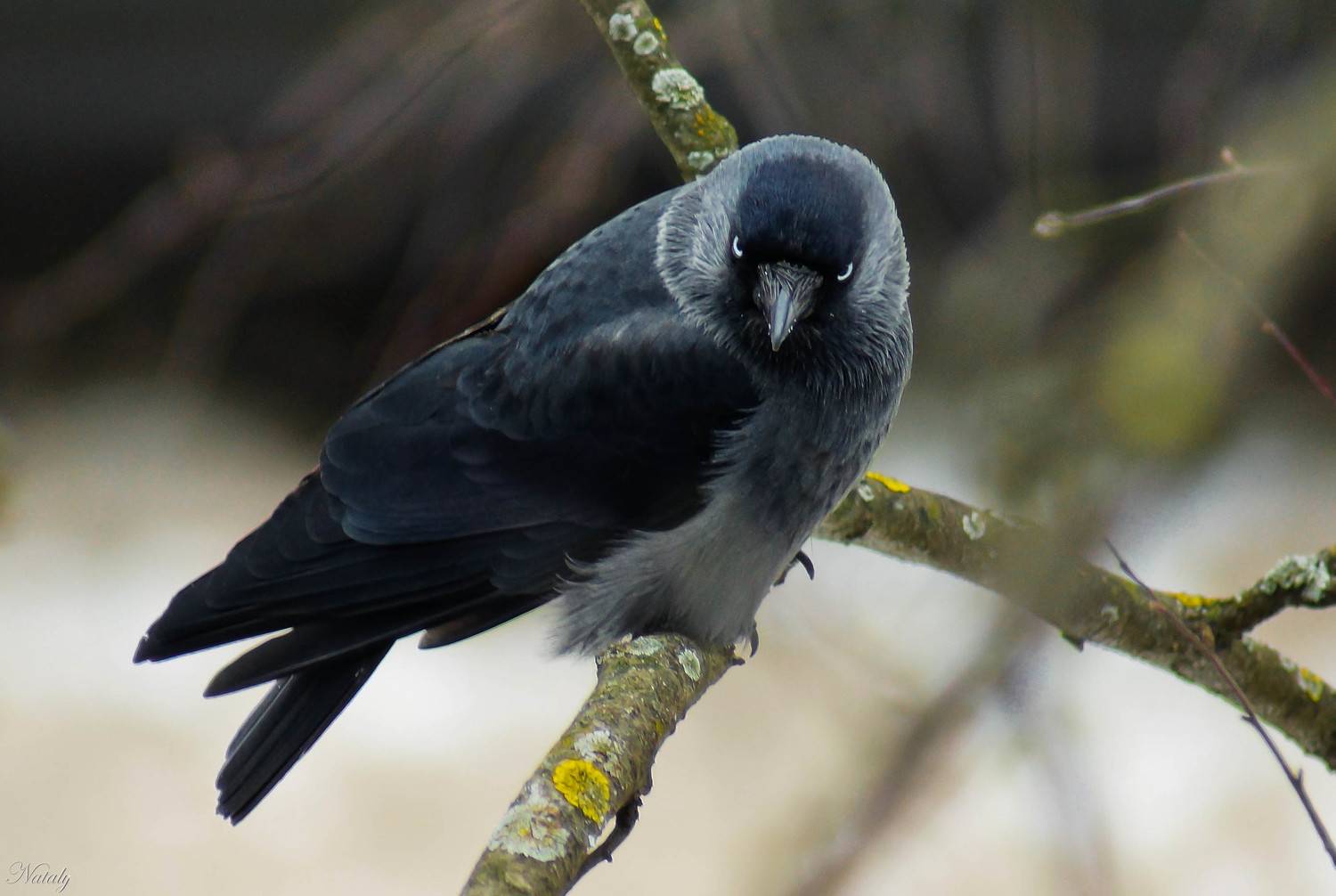 , Екимова Наталья