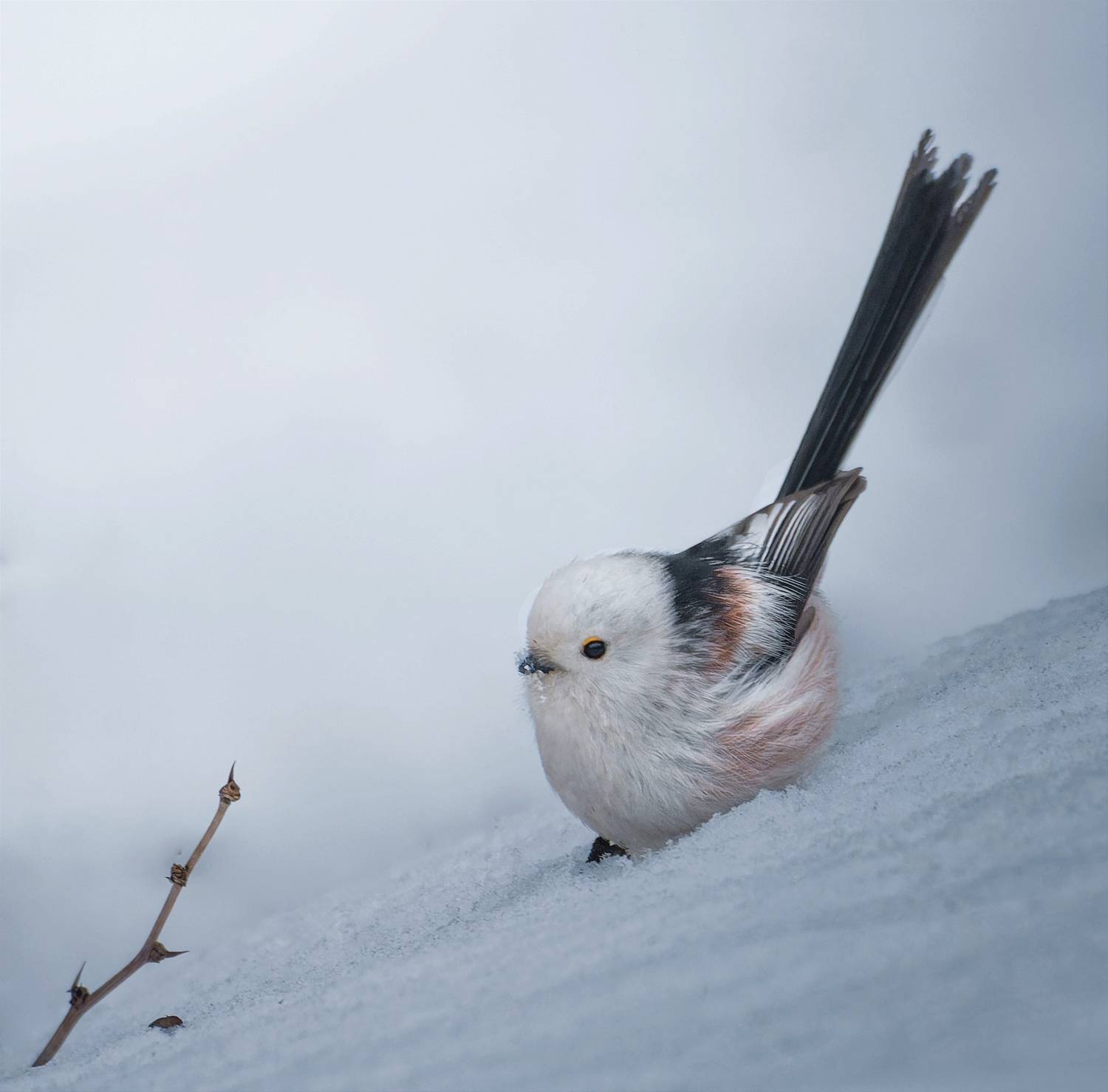 , Фото Александр