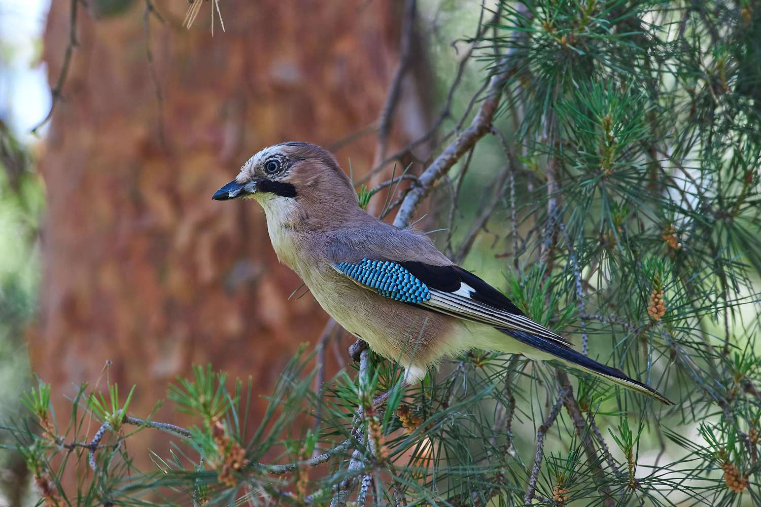 volgograd, russia, wildlife, bird, birds, birdswatching, Garrulus glandarius, , Сторчилов Павел