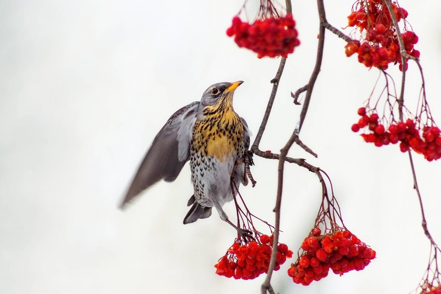 дрозд-рябинник, Александр Канцур