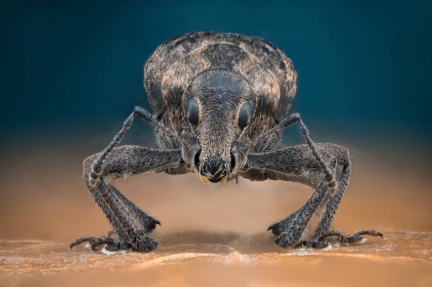 ceclii, macro, Цветан Ганев