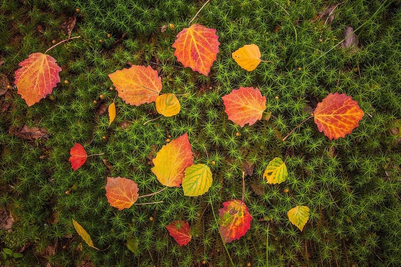 Лесной ковёр под осино фото превью