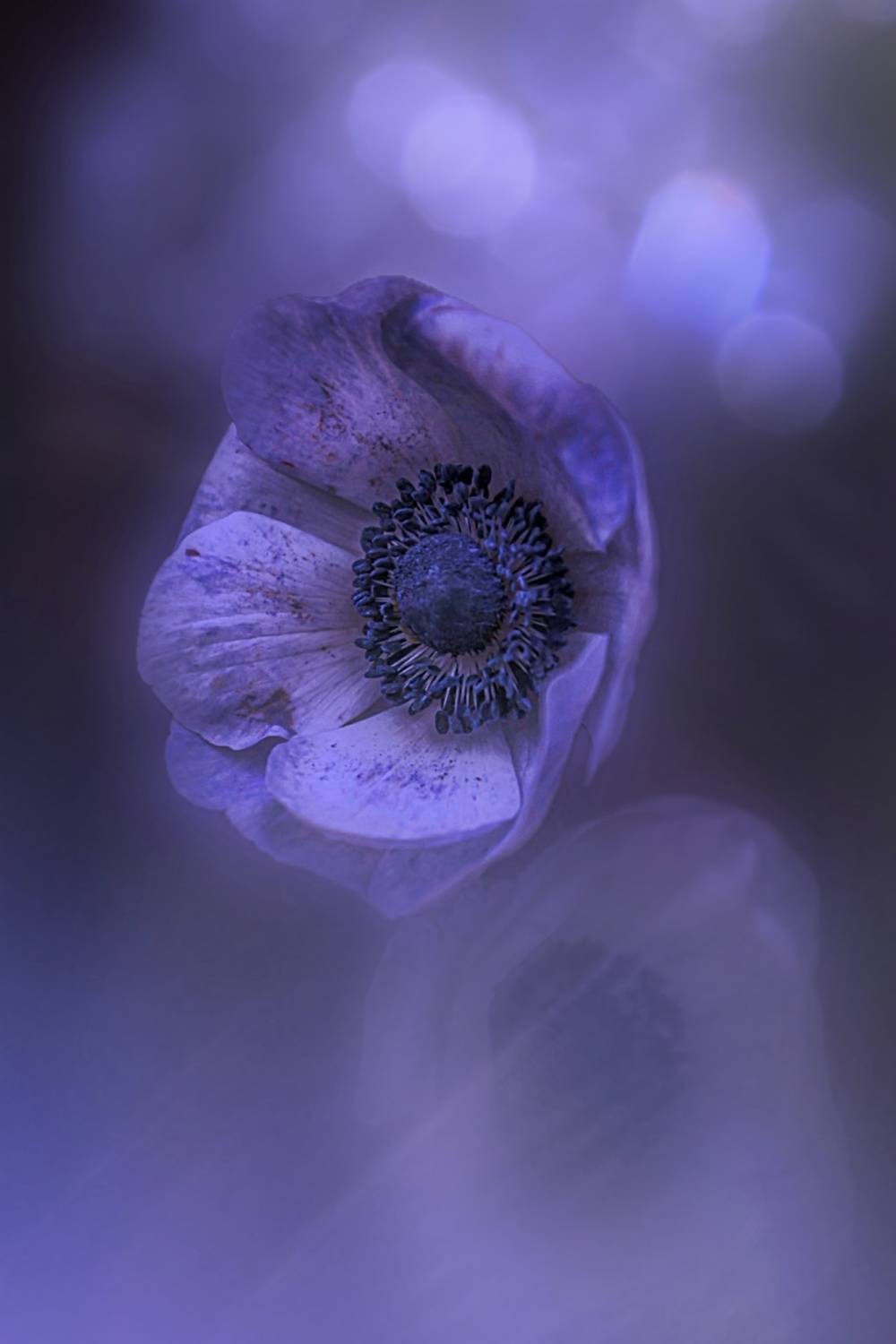 макро, macro, цветы, flowers, анемоны, anemones, Julia Kaissa