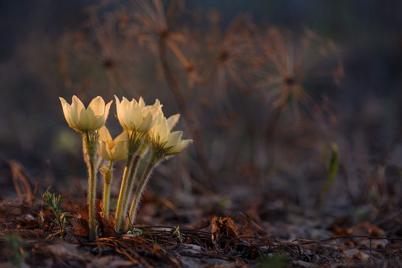 подснежник, сон-трава, прострел, весна, лес, цветы, вечер, ночь, flower, night, spring Мистика фото превью