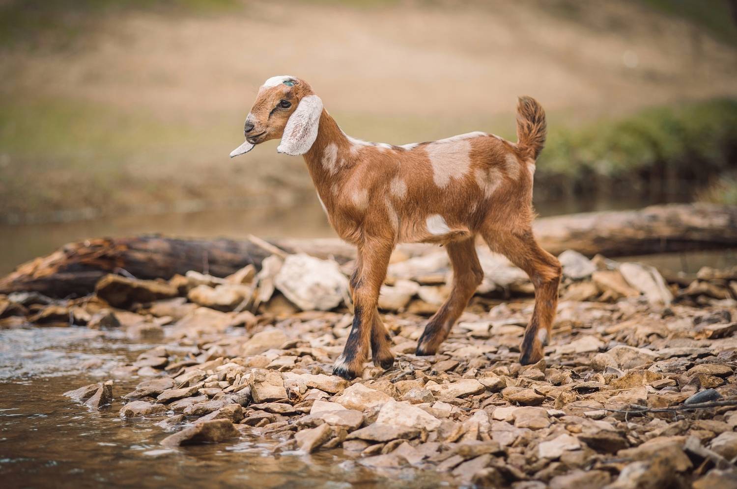, Елена Раздвилова