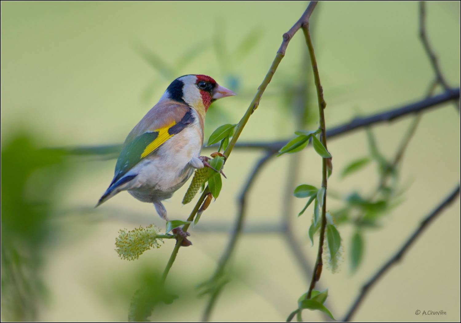 птица,щегол,весна,ива, Александр Чувилин
