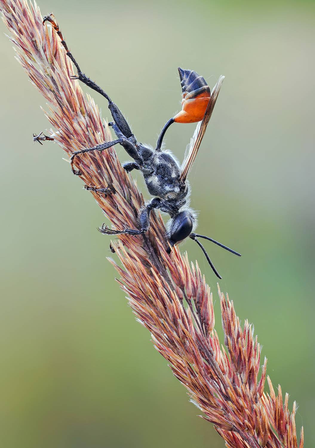 , Чепленко Алексей