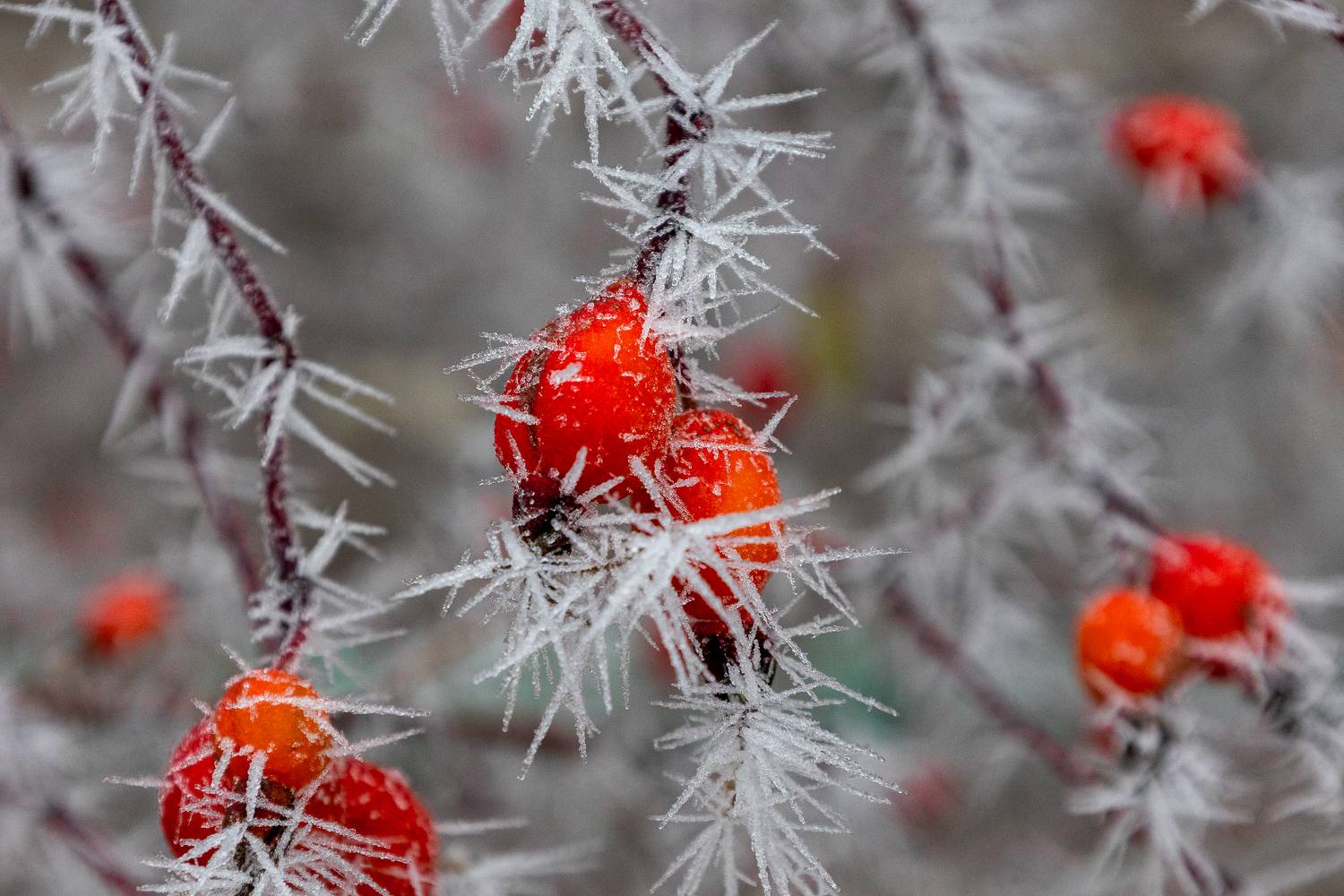 , Илья Тильман