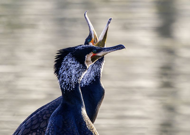 Большоие черные бакланы. фото превью