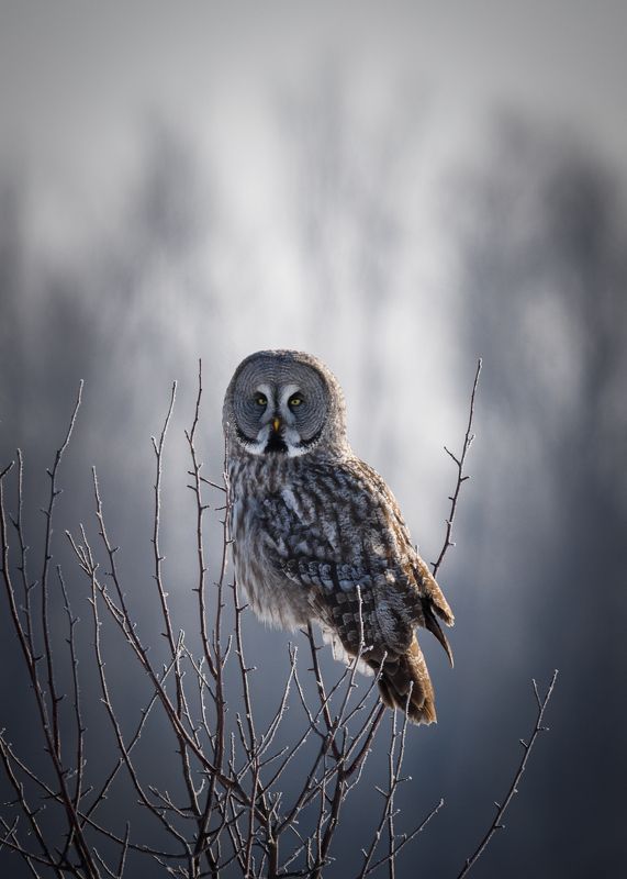 Бородатая неясыть фото превью