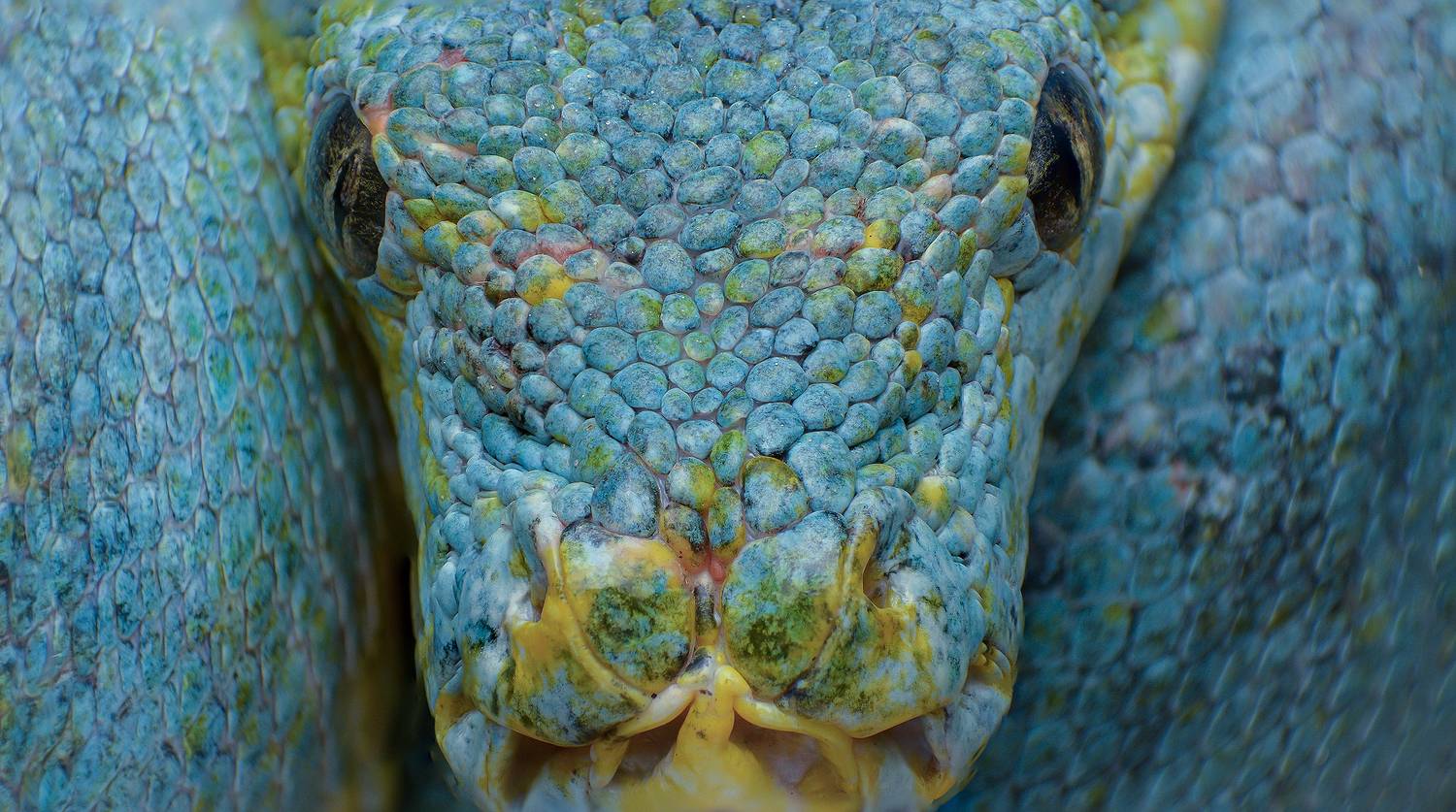 macro, nature, reptiles, snakes, Celis Norman