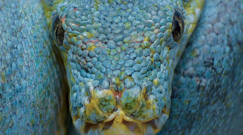 macro, nature, reptiles, snakes Green Tree Python фото превью