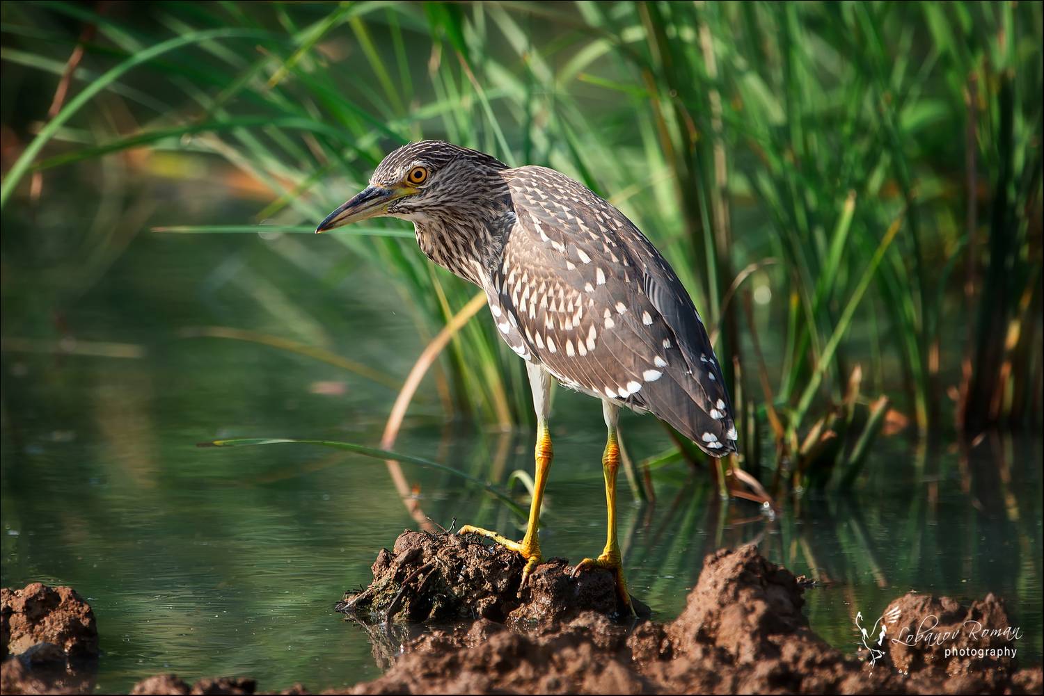 , Лобанов Роман