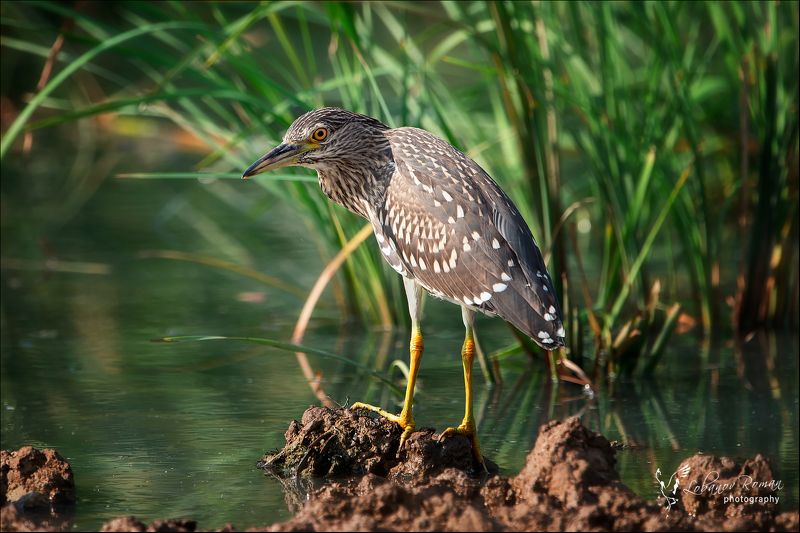 * * * фото превью