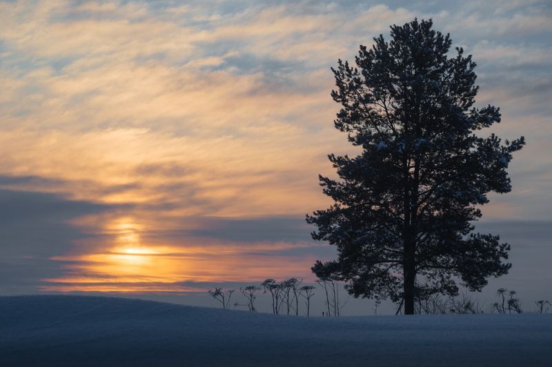 пейзаж, природа, зима, снег, рассвет, республика коми  фото превью