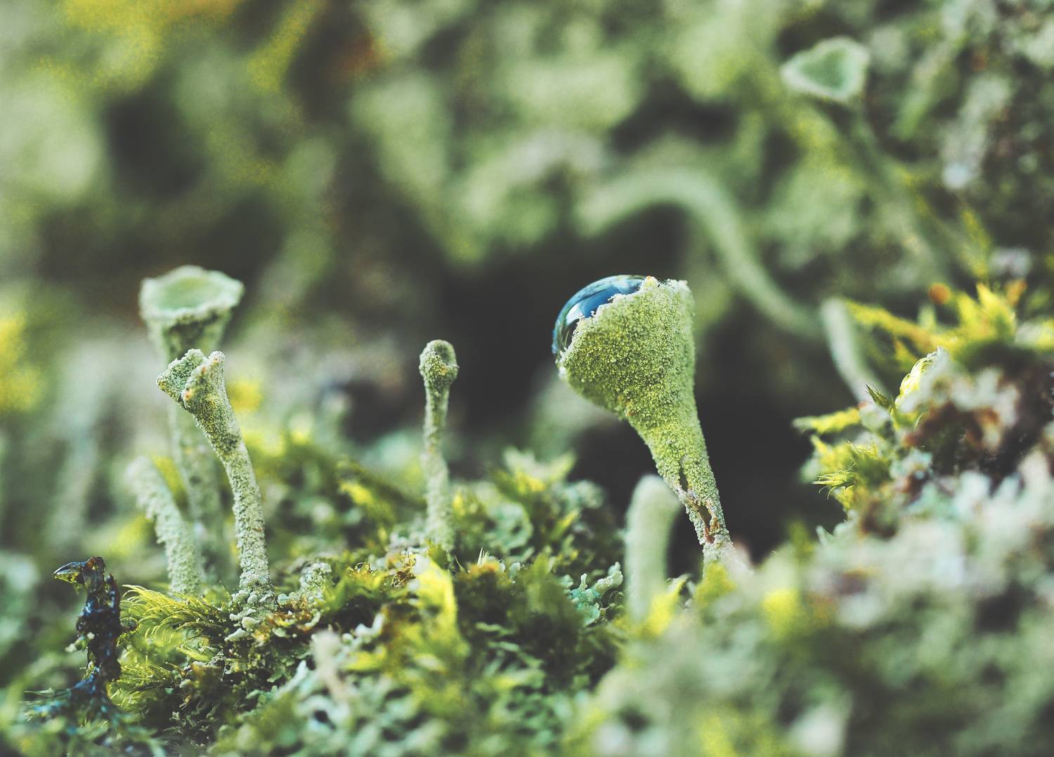 макро, кладония, macro, cladonia, Протченко Ирина
