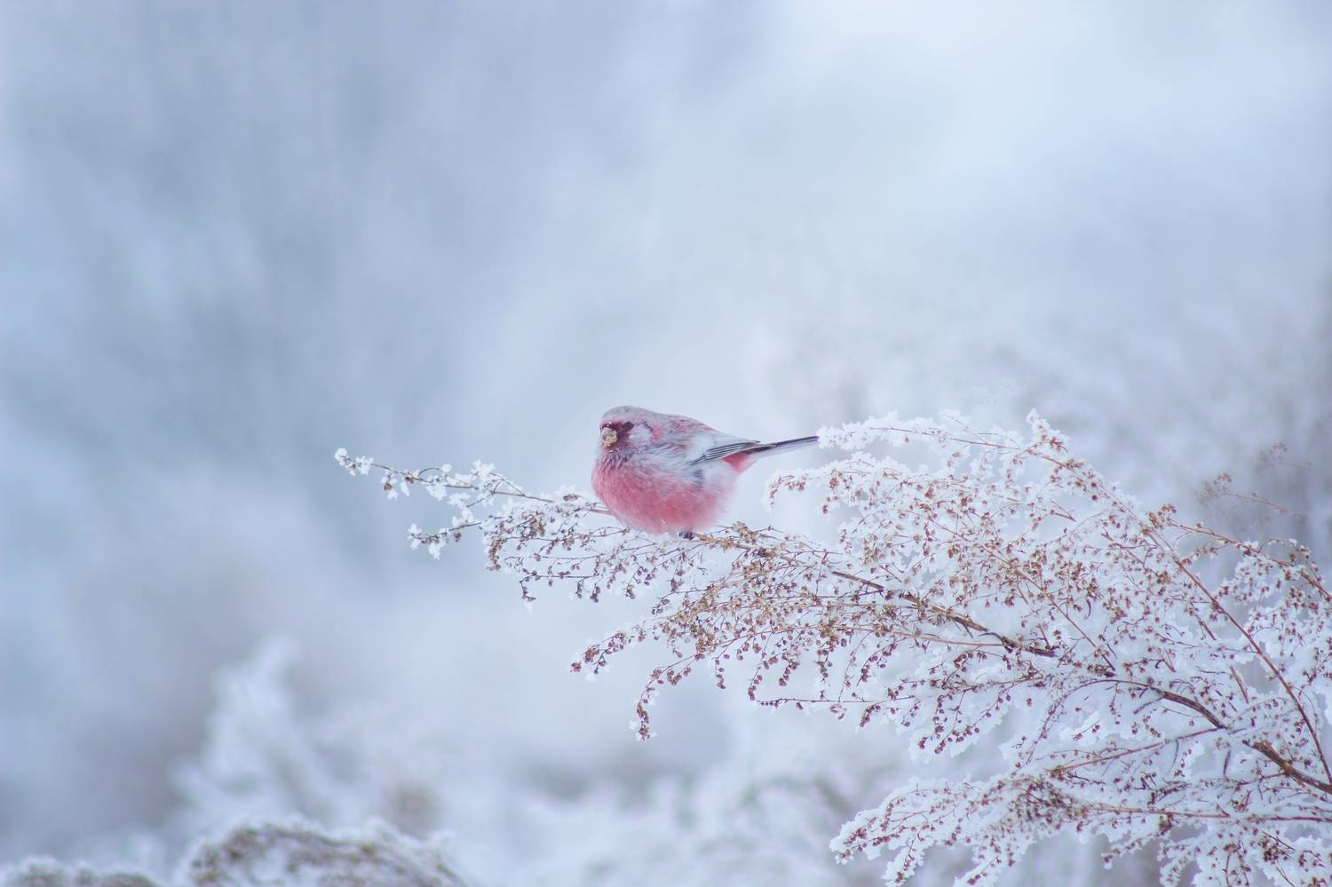урагус, Александр Канцур