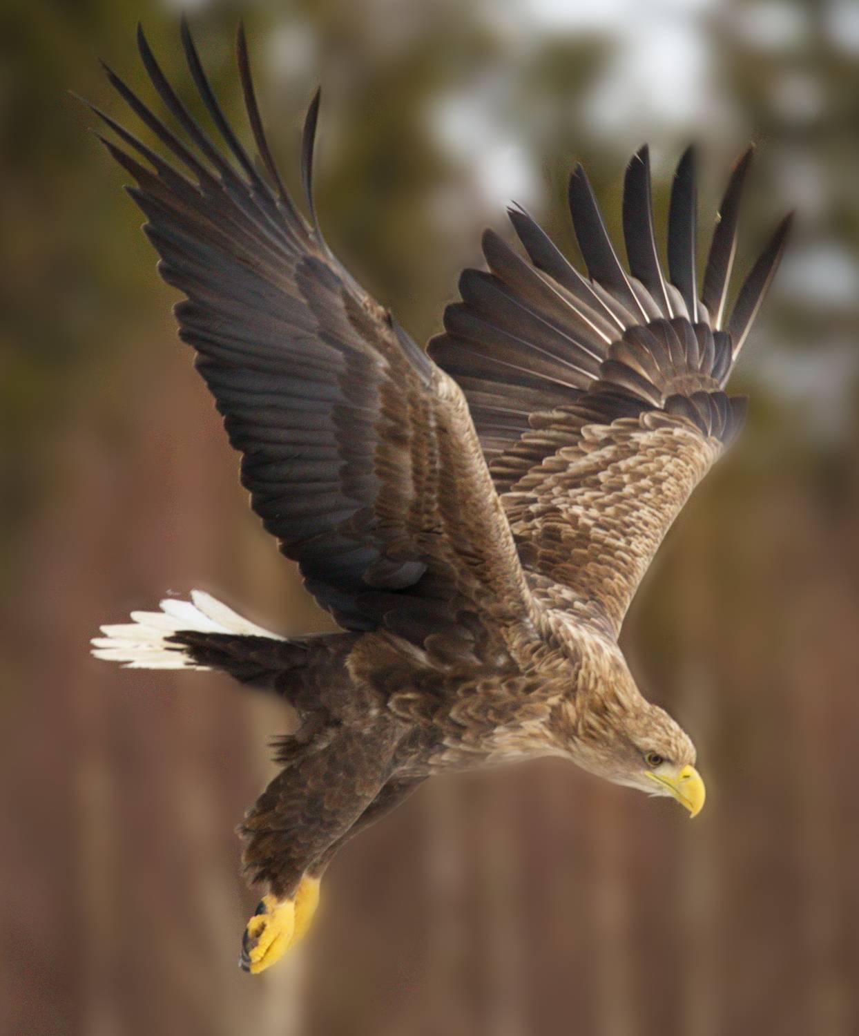 хищники птицы орлан белохвост, Aricha