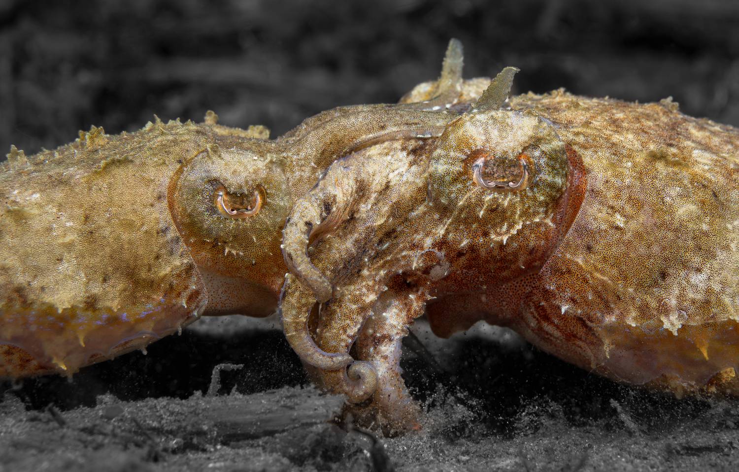 , Савин Андрей