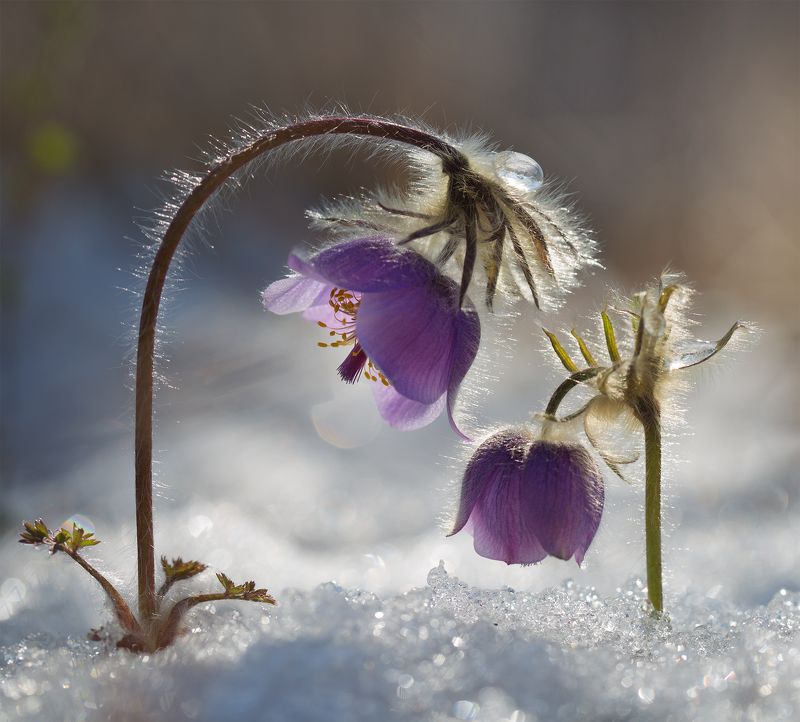 нерюнгри, сон-трава, якутия, прострел, женялевина, евгениялевина, растенияякутии, растениялевиной, подснежник Она придёт... фото превью