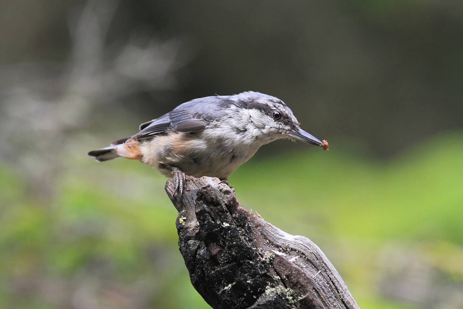 поползень, Валерий Платонов