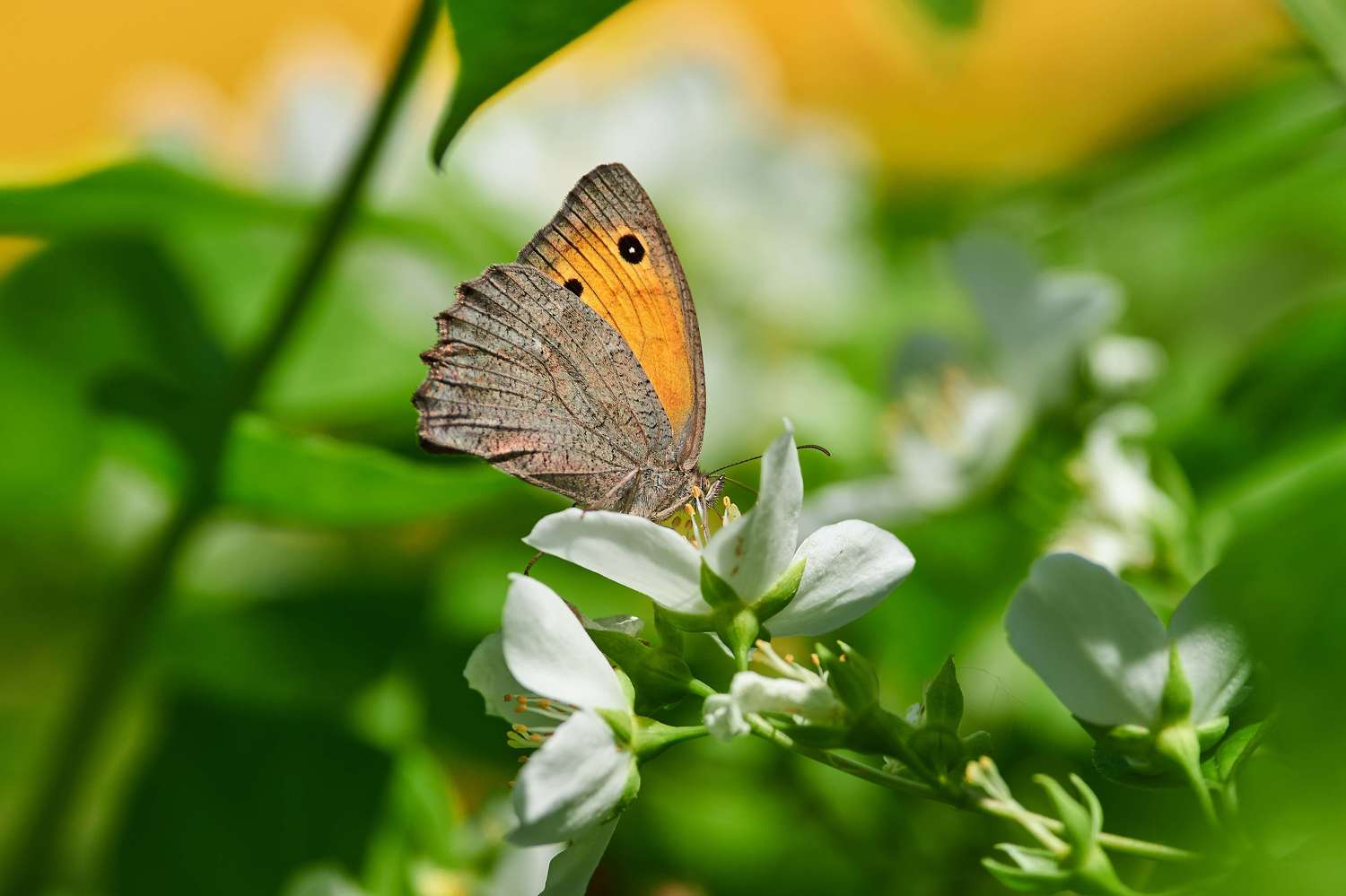 macro, macro photo, russia, wildlife, butterfly, Hyponephele lycaon, , Сторчилов Павел