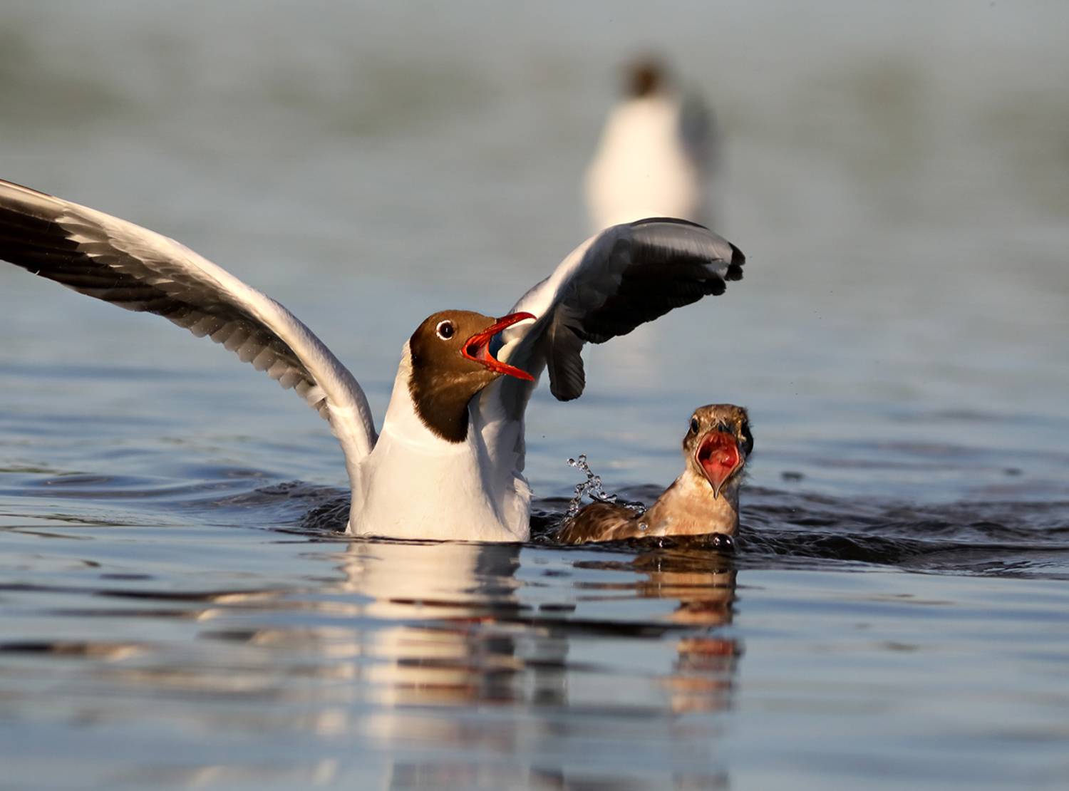 , Дмитрий Елисеев