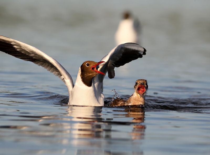 Урок громкого пения фото превью