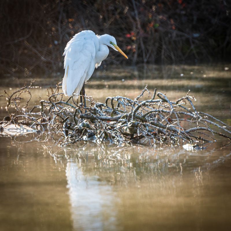 Белая цапля на охоте фото превью