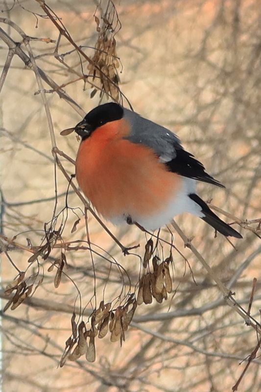 Когда на улице минус 25 фото превью