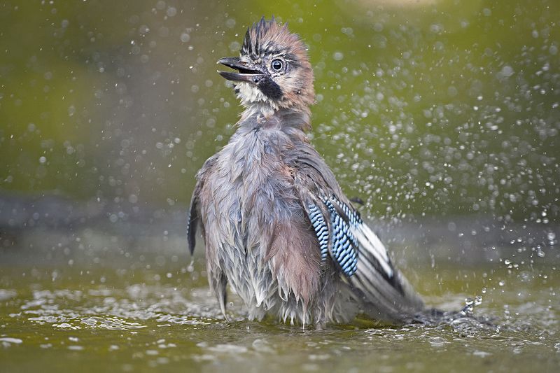 Сойка фото превью