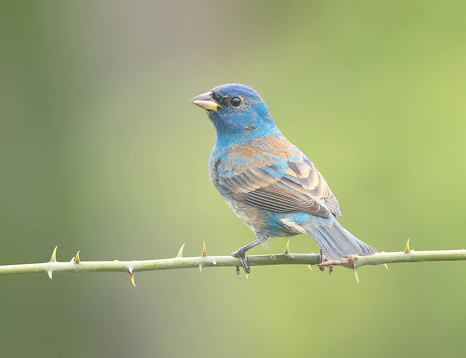 индиговый овсянковый кардинал,indigo bunting, кардинал, весна, Etkind Elizabeth