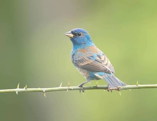 Indigo bunting - Индиговый овсянковый кардинал