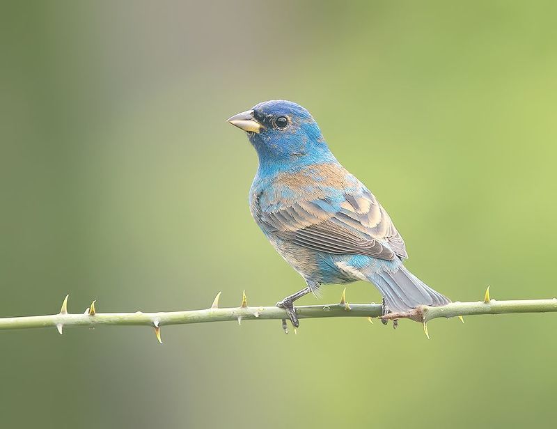 индиговый овсянковый кардинал,indigo bunting, кардинал, весна Indigo bunting - Индиговый овсянковый кардинал фото превью
