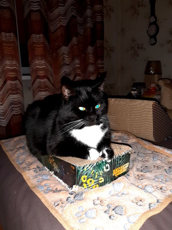 чёрная кошка СВинкс фото превью