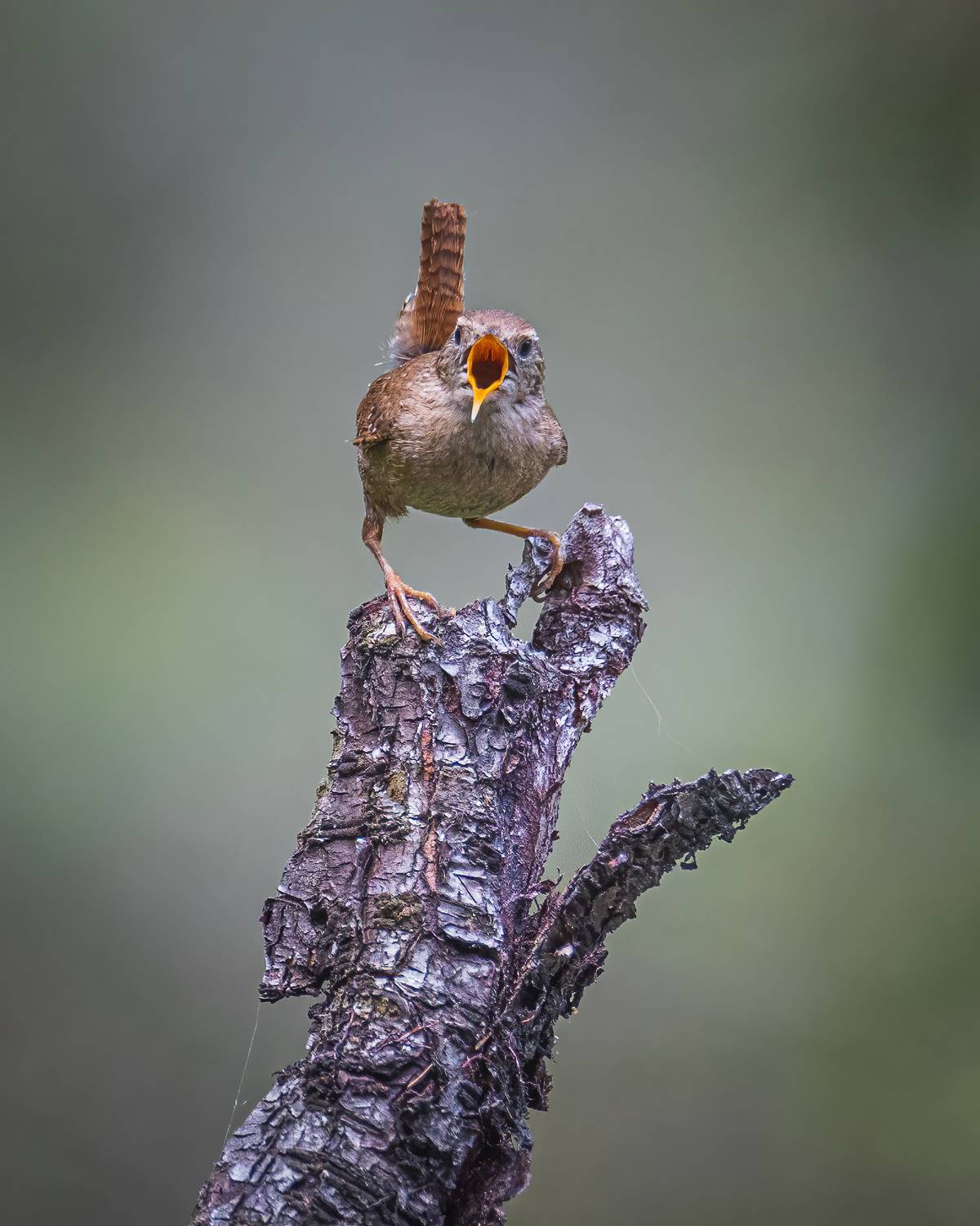 крапивник, Дина Нестеркова