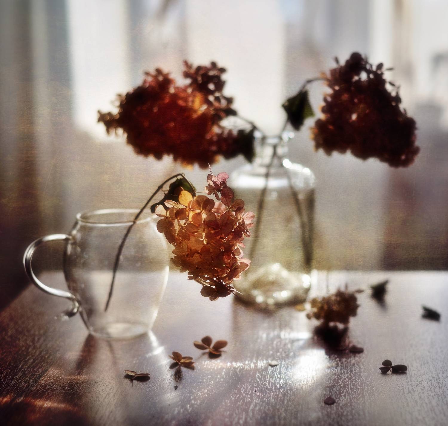 натюрморт,гортензия,зима,февраль,цветы, Наталия К