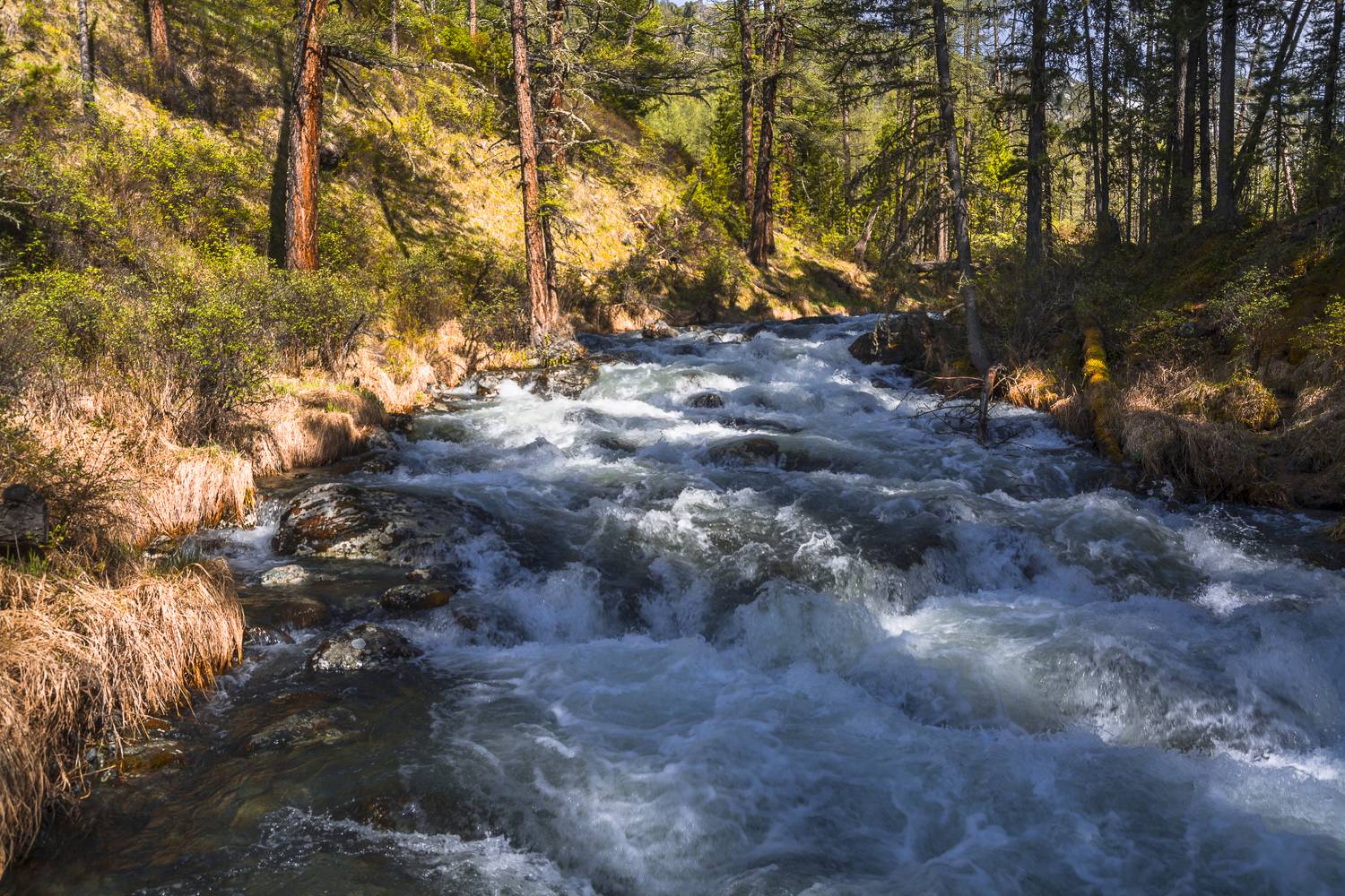 россия, горный алтай, куйгук, Андрей Поляков